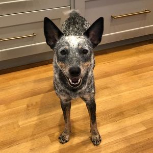 Meet your Posher, Patrick